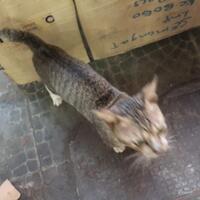 mengapa-kucing-jantan-tiga-warna-itu-langka