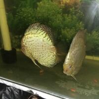 discus-lovers--regenerated----part-3