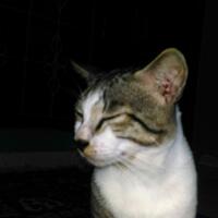 kucing-agan-sering-begini-maksudnya-quotmpusquot-apa-sih