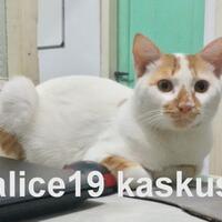 cat-lovers-kaskus-read-page-1-first---part-4