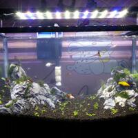 aquascape-for-everyone-learning-and-sharing---part-2