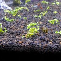 aquascape-for-everyone-learning-and-sharing---part-2