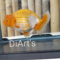 maskoki-ngomongin-semuanya-ttg-maskoki-yuk---part-5