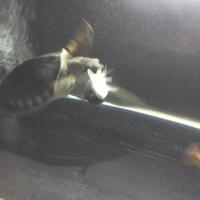 new--freshwater-fish-lounge---part-2