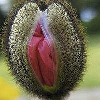 penyebab-organ-genital-wanita-sering-gatal