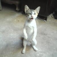 new--freshwater-fish-lounge---part-2