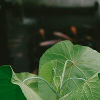 kavling-fujifilm-reborn