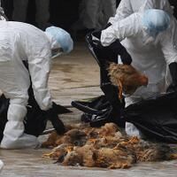 10-penyakit-mematikan-sepanjang-sejarah-peradaban-manusia