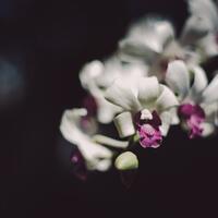 kavling-fujifilm-reborn