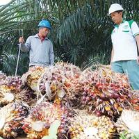 lowongan-kerja-asisten-kebun-akb