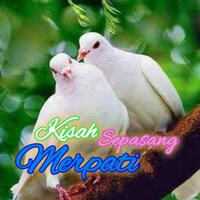 kisah-sepasang-merpati