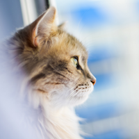 kucing-selalu-bisa-temukan-jalan-pulang-ke-rumah