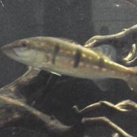 sharing-seputar-ikan-predator-ikan-buas---part-3