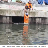 demi-kucing-petugas-kebersihan-ini-rela-masuk-ke-saluran-air