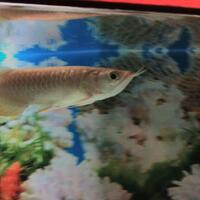 arowana--new-thread----part-1