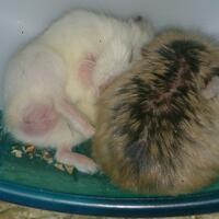 new-hamster-lovers---part-2