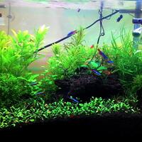 aquascape-for-everyone-learning-and-sharing---part-2