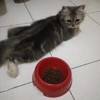kucing-hilang