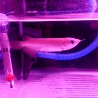 arowana--new-thread----part-1