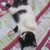 posisi-lucu-kucing-saat-tidur