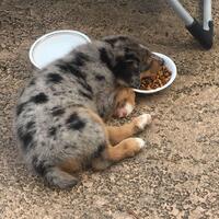 so-cute-pasangan-ini-ga-bisa-punya-anak-jadi-mereka-adopsi-anjing