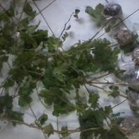 kampung-anggur----part-3