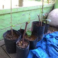 kampung-anggur----part-3