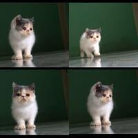 cat-lovers-kaskus-read-page-1-first---part-4