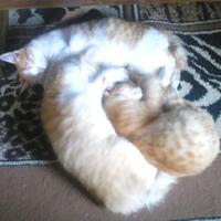 kucing-lokal-domestik-kampung---part-1