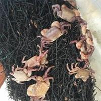 kepiting-ini-bisa-pura-pura-mati-kalau-ditangkap-video--pic-inside
