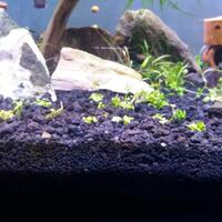 aquascape-for-everyone-learning-and-sharing---part-2