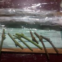 kampung-anggur----part-3