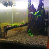 aquascape-for-everyone-learning-and-sharing---part-2