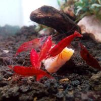 aquascape-for-everyone-learning-and-sharing---part-2