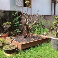 bonsai-kaskus-reborn-sharing--diskusi-seputar-seni-bonsai-indonesia