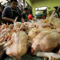 benarkah-harga-daging-ayam-diatur-kartel