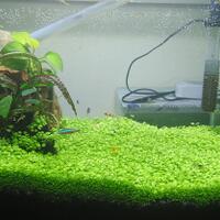 aquascape-for-everyone-learning-and-sharing---part-2