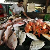 as-perketat-impor-ikan-ekspor-indonesia-terancam