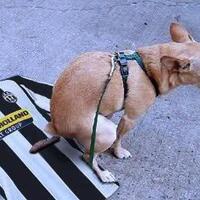 spectre-soccer-room-2016-2017