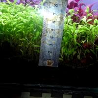 aquascape-for-everyone-learning-and-sharing---part-2