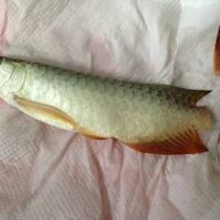 arowana--new-thread----part-1