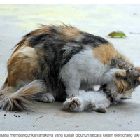 bikin-nangis-kucing-ini-berusaha-hidupkan-anaknya-mati-dibunuh-orang