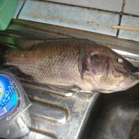 cara-budidaya-ikan-nila-yang-baik