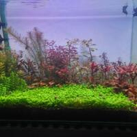 aquascape-for-everyone-learning-and-sharing---part-2