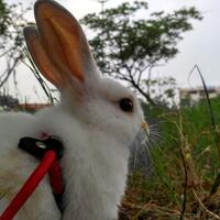 rcc-rabbit-lover---part-3