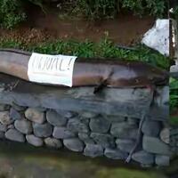 ikan-lele-satu-meter-di-selokan-hebohkan-warga-di-denpasar