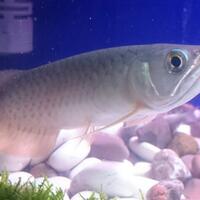 arowana--new-thread----part-1