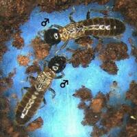 ternyata-homoseksualitas-bermanfaat-dalam-evolusi