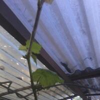 kampung-anggur----part-3