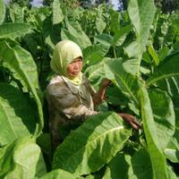 kenapa-indonesia-masih-mengimpor-tembakau